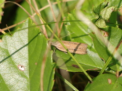 Dichomeris bipunctellus
