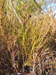 Serruria linearis