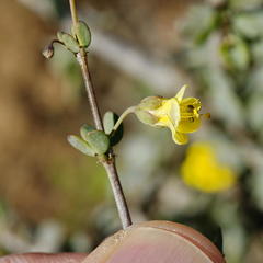 Roepera lichtensteiniana