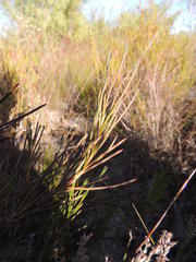 Serruria linearis