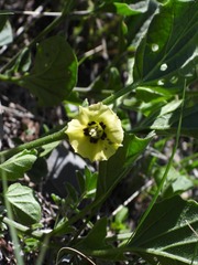 Physalis pubescens