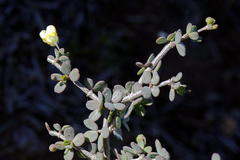 Roepera lichtensteiniana