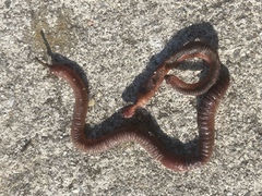 Lumbricus rubellus