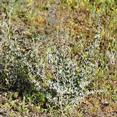 Roepera lichtensteiniana