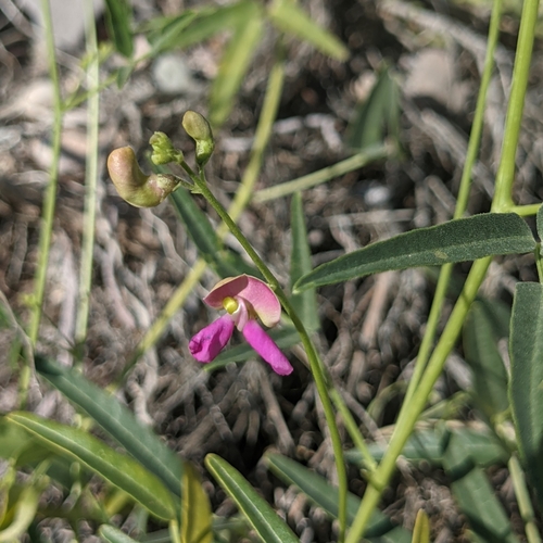 Slimleaf bean (Phaseolus angustissimus)