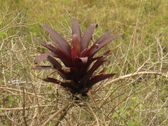 Tillandsia denudata