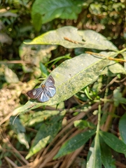 Pythonides lancea