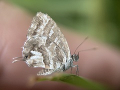 Cacyreus marshalli
