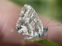 Cacyreus marshalli