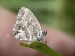 Cacyreus marshalli