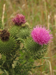 Cirsium vulgare