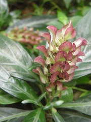 Justicia scheidweileri