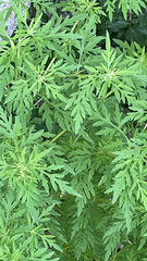 Ambrosia artemisiifolia
