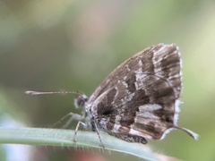 Cacyreus marshalli