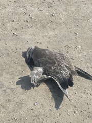 Larus argentatus smithsonianus