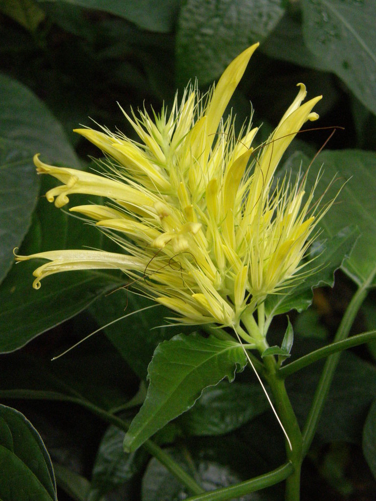 Schaueria calytricha