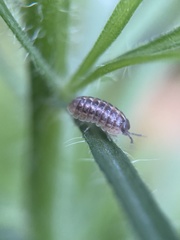 Armadillidium vulgare