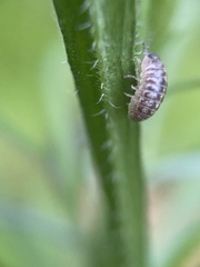 Armadillidium vulgare