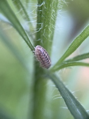 Armadillidium vulgare