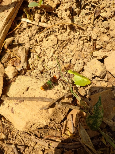 Caria plutargus