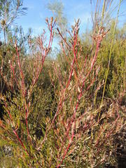 Leucadendron cinereum