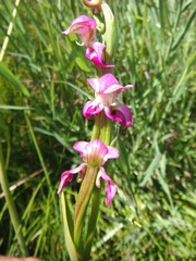 Disperis paludosa