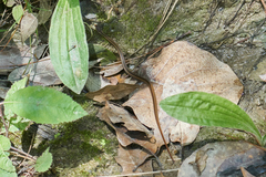 Rhadinaea fulvivittis