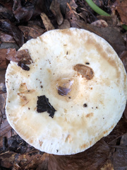 Lactarius maculatipes