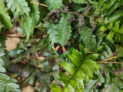 Callopepla emarginata