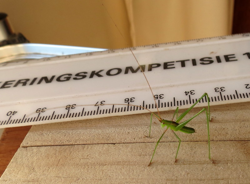 Sandveld Winter Katydid