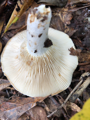 Lactarius maculatipes