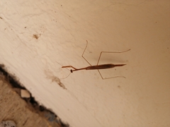 Bistanta mexicana