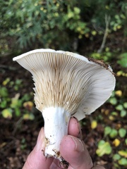 Lactarius maculatipes