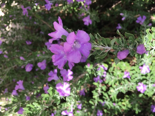 Leucophyllum frutescens