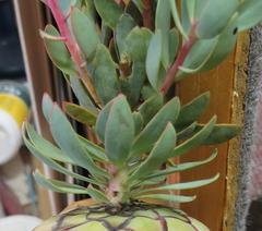Protea sulphurea