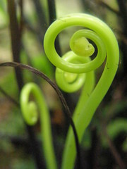 Adiantum macrophyllum