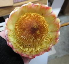 Protea sulphurea