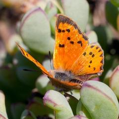 Chrysoritis chrysaor