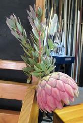 Protea sulphurea