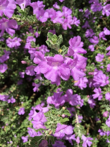 Leucophyllum frutescens