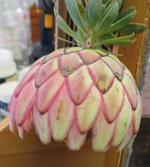 Protea sulphurea