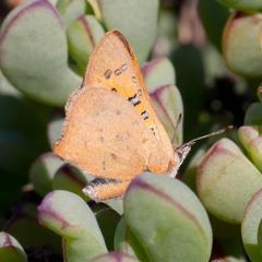 Chrysoritis chrysaor