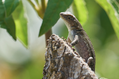 Sceloporus formosus