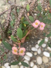 Euphorbia milii
