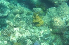 Ctenochaetus striatus