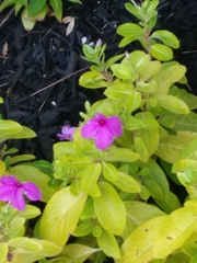Catharanthus
