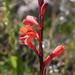 Watsonia hysterantha - Photo (c) Carina Lochner,  זכויות יוצרים חלקיות (CC BY-NC), הועלה על ידי Carina Lochner