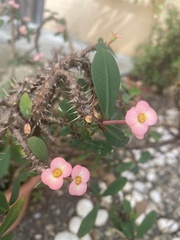Euphorbia milii