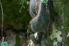 Mammillaria rekoi