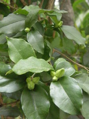 Brunfelsia australis